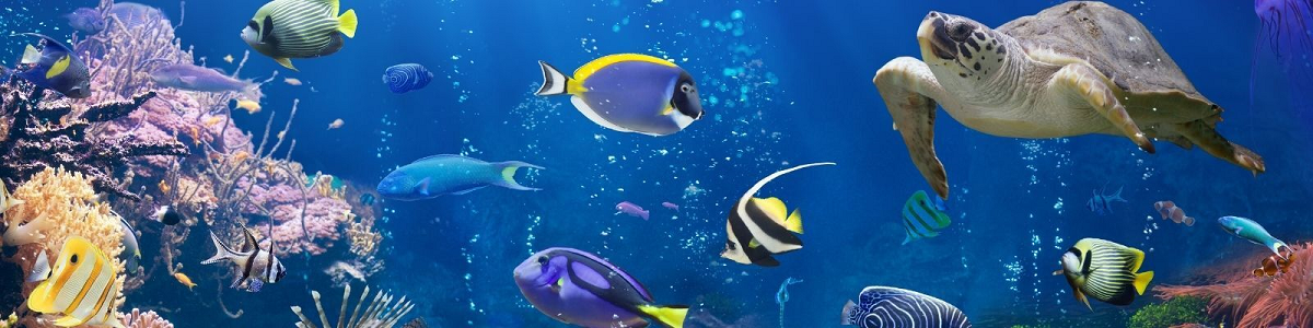 Fish Physiology in support of Sustainable Aquaculture